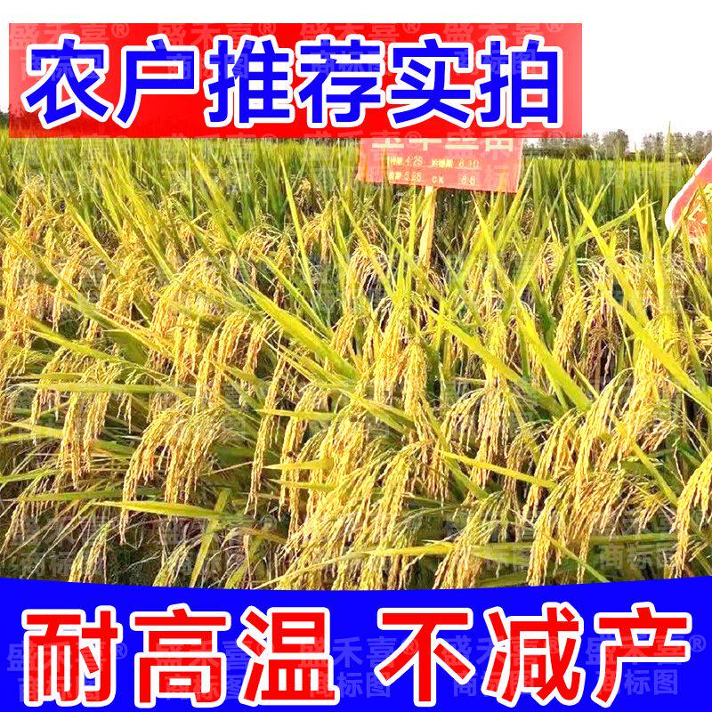 水稻种子家用高产优质旱稻种籽旱地土壤种稻子东北大米糯米香稻子