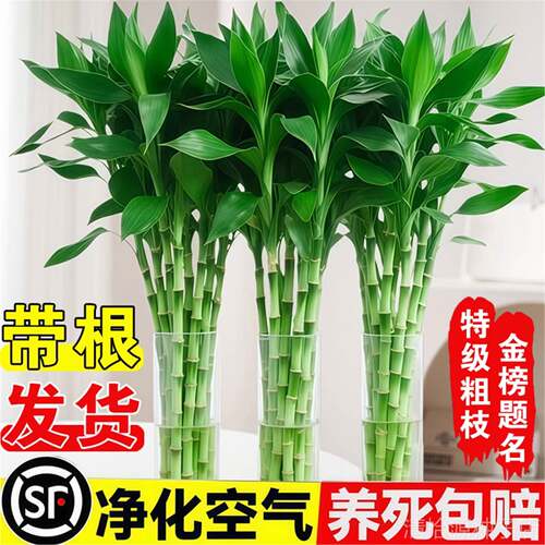富贵竹水培植物客厅招财室内花卉绿植带根观音竹转运竹子盆栽鱼缸