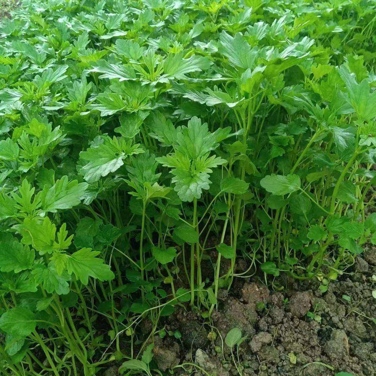 益补母草种子广东潮汕益母草菜种籽可食用吃菜苗益母草女性养颜血