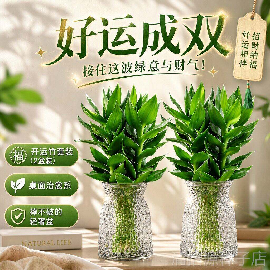 观音竹水培植物转运开运竹室内花卉桌面盆栽绿植好养招财适合高透