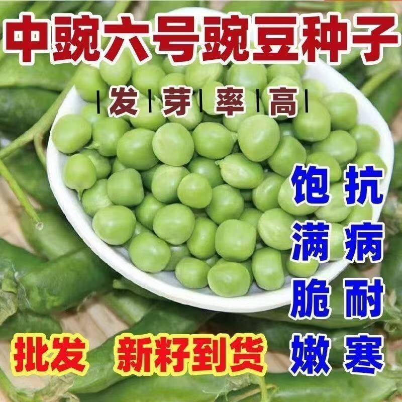 中豌6号豌豆种籽土壤早熟甜脆青碗豆带壳长寿仁散装抗寒蔬菜种孓