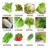 蔬菜种子四季 植物播种香菜生菜萝卜葱蒜辣椒白菜种菜籽种大全去虫