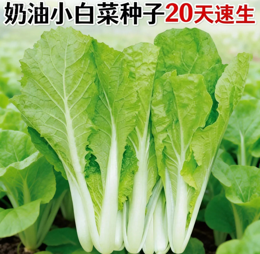 四季黄金奶油小白菜种子早熟阳台庭院种菜园艺四季播奶油白菜园艺