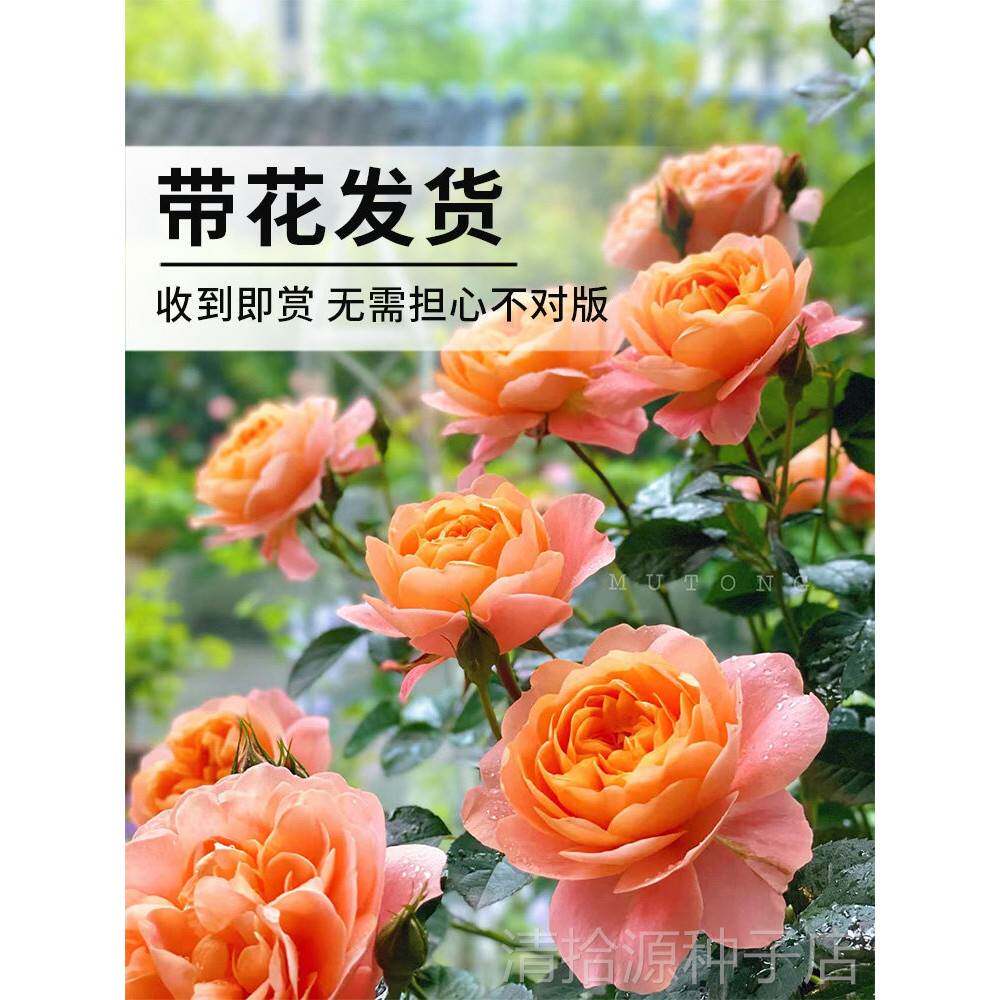 果汁阳台月季花苗盆栽带花苞花卉植物特大花玫瑰树苗鲜花阳台易活