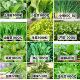 蔬菜种子四季 白菜生菜葱播阳台植物盆栽辣椒瓜果秋天种籽大全去虫