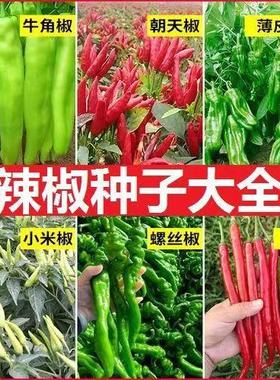 辣椒种子大全线椒螺丝椒朝天椒牛角椒甜椒大棚盆栽营养土种辣椒籽