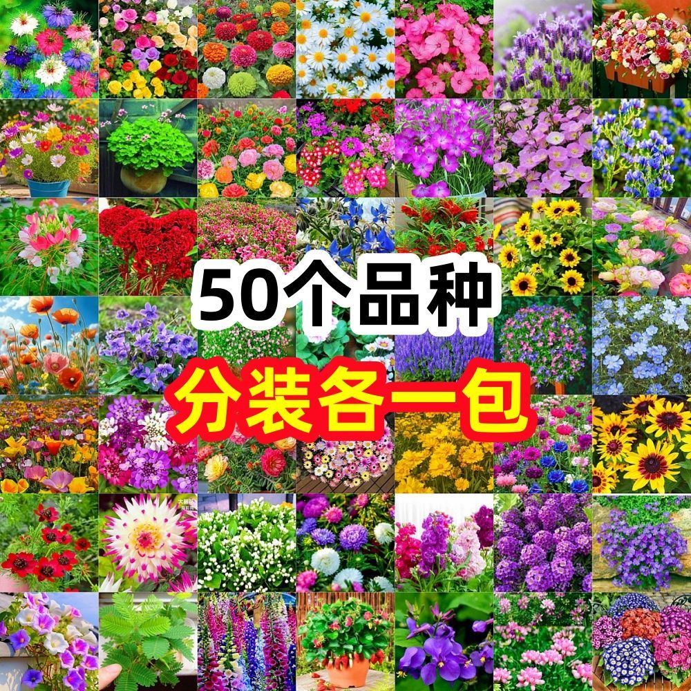 花卉种子四季满天星太阳花波斯菊百日草向日葵阳台盆栽土壤种薄荷图片
