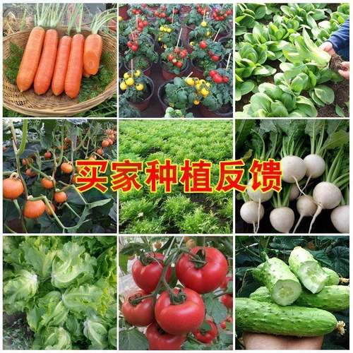 100种开春季春蔬菜子茄套餐丝瓜黄瓜辣椒HICREAT豆角蔬玉种米子农