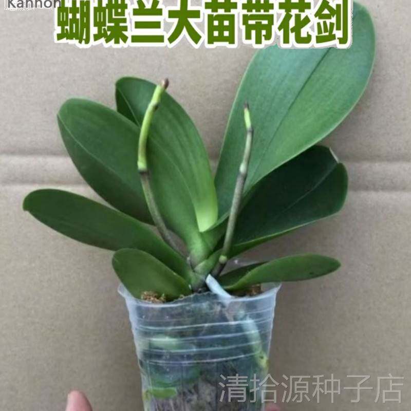 蝴蝶兰带花剑花苞大苗兰花卉盆栽绿年宵植物室内客厅四季好养活