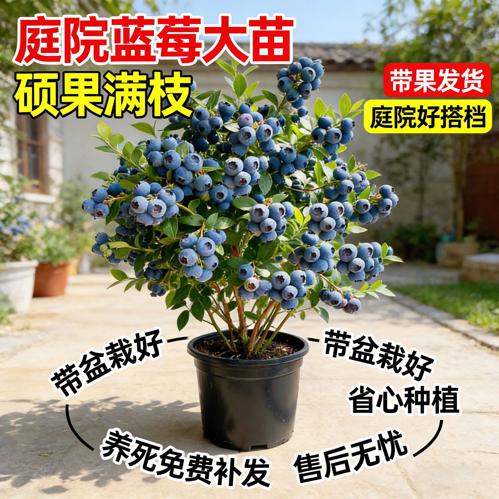 蓝莓苗盆栽方北方四季南阳台水果树种植庭院各种果树果苗当年结果