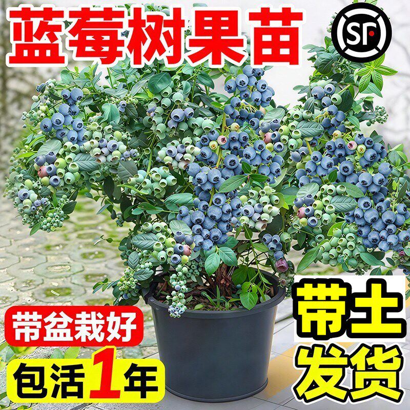 蓝南莓树果苗盆栽蓝梅苗特大号带果室内阳台地栽耐寒北方四季结果
