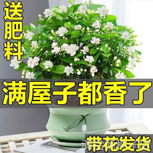 茉莉花盆栽带花苞室内花卉观花植物虎头茉莉好养开花不断绿植盆景