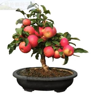 优树选柱状苹果树种子 20粒约/包 盆栽观赏食用阳台 健康果树