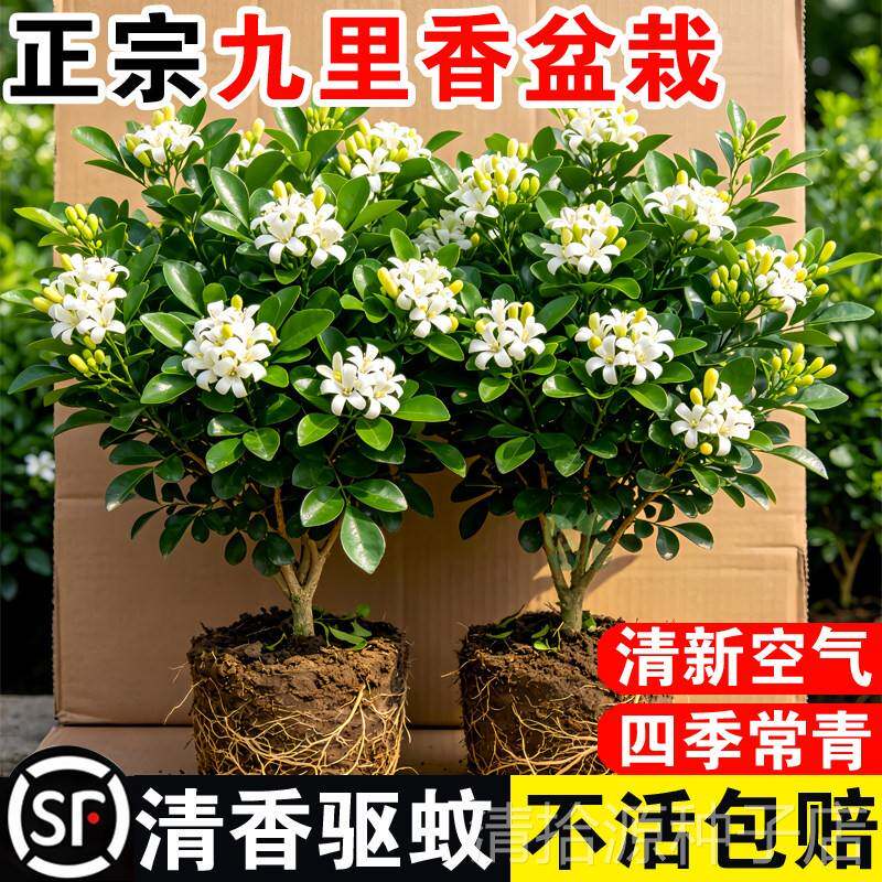 九里香盆栽老桩树桩带花苞绿植室内外阳台浓香型植物四季好养盆景