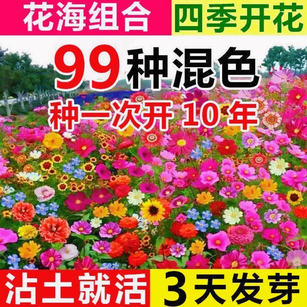 【电商爆款】网藤红爬蔷薇花种子葵花海种子野花组合桔梗向日种子