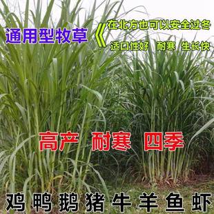 新型高产巨菌草种子多年竹生四季牧草甜象草皇草种子养殖畜牧草籽