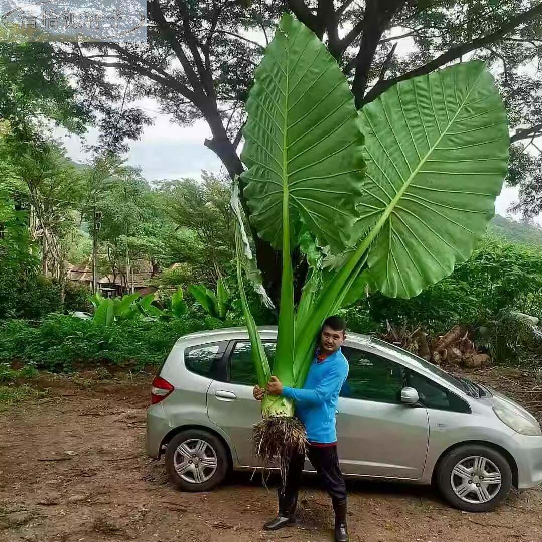 象耳芋大野芋室内芭大型绿植客厅大叶盆栽庭院超大叶植物落地蕉树