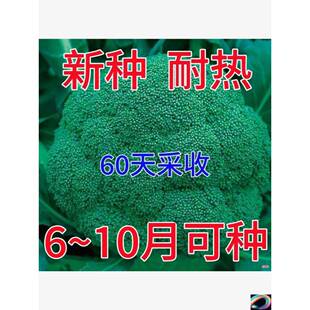 西兰花种子四季花椰菜绿宝石蔬菜种子夏季耐高热高产花青菜种