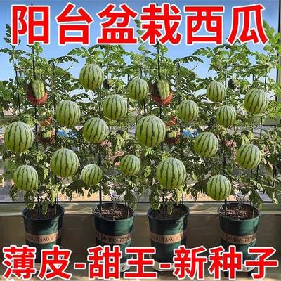超甜麒麟蜜罐薄皮小西瓜种无籽小阳西瓜四季播种台庭院盆栽水果种
