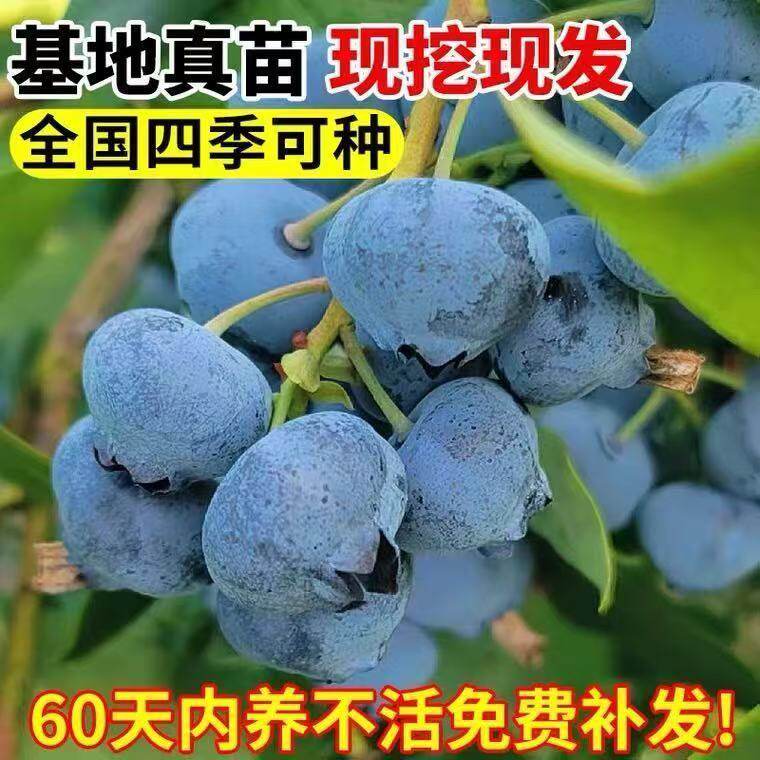 大果蓝莓树苗盆栽地栽果树苗南北方种植阳台庭院土壤种植当年结果