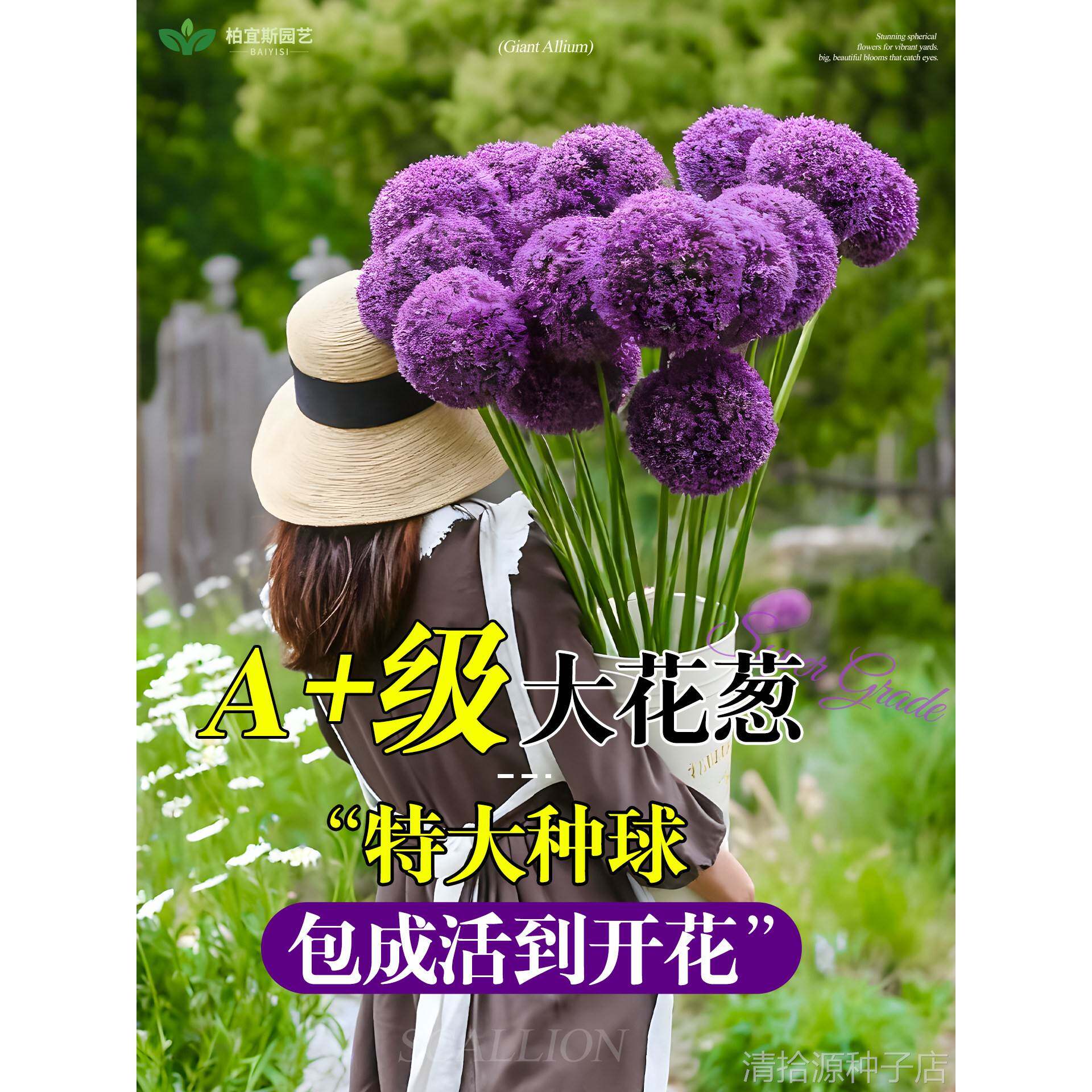 大花葱种球荷兰进口大使特大多年生阳台庭院地栽耐寒好养盆栽花卉