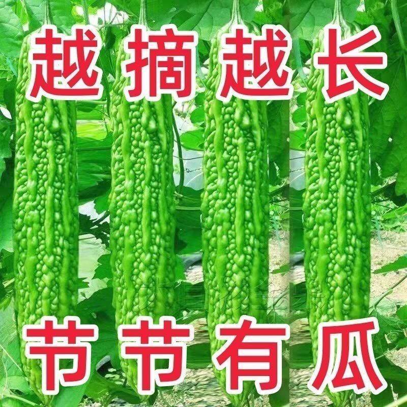 长绿苦瓜园艺疙瘩绿苦瓜苗种籽早熟高产春夏庭院盆栽大田蔬菜种孑