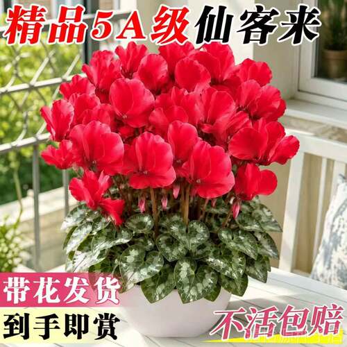 仙客来盆栽带花特大号兔子庭院阳台室内重瓣年宵花好养苗花卉植物