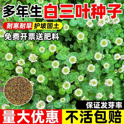 三叶种子白三叶草种子进口四季草坪多年生种子土壤绿化三叶草种子
