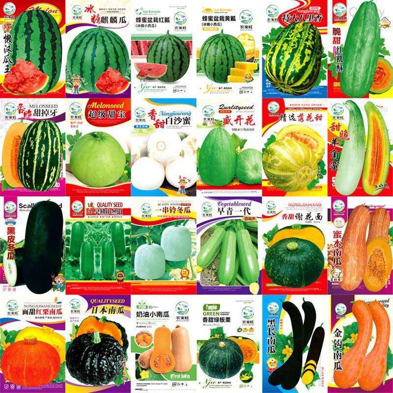 四季开春蔬菜大全阳台盆栽营养土种菜香菜薄荷菠菜萝卜番茄子辣椒图片