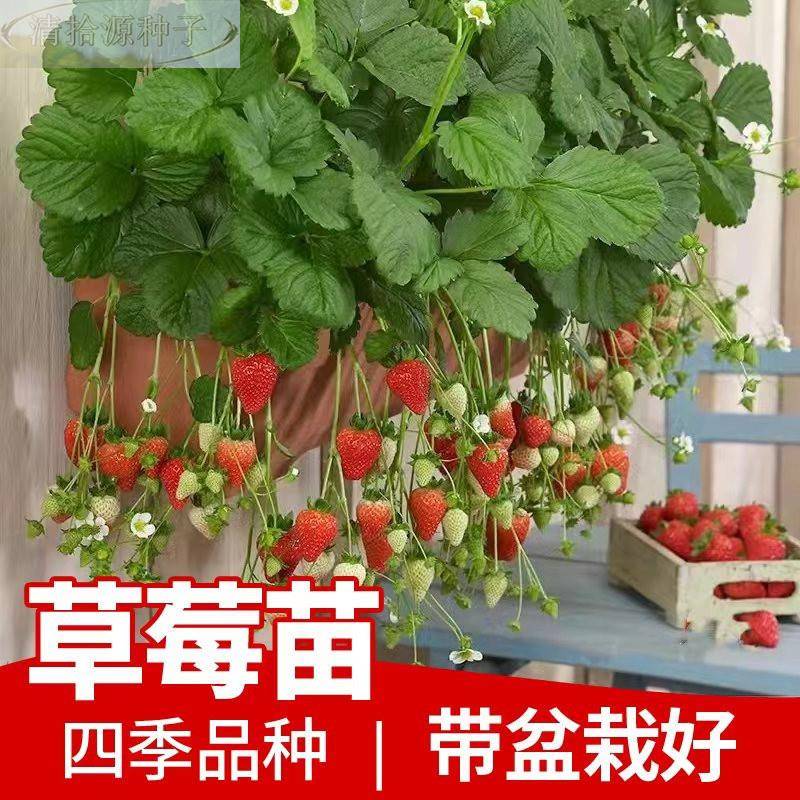 草莓苗四季盆栽食用阳台奶油果树果苗种植苗绿南方当年结果植