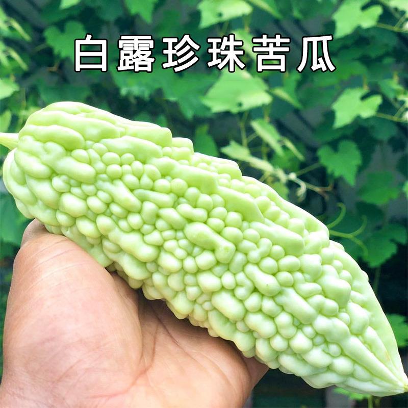 院白露珍珠苦瓜种子/种籽 早熟高产特大四季盆栽庭种植爬藤蔬菜