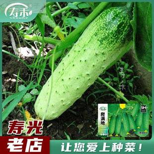 寿禾无架爬地黄瓜种籽种子苗孑四季秋蔬菜盆栽播种水果阳台苗专用
