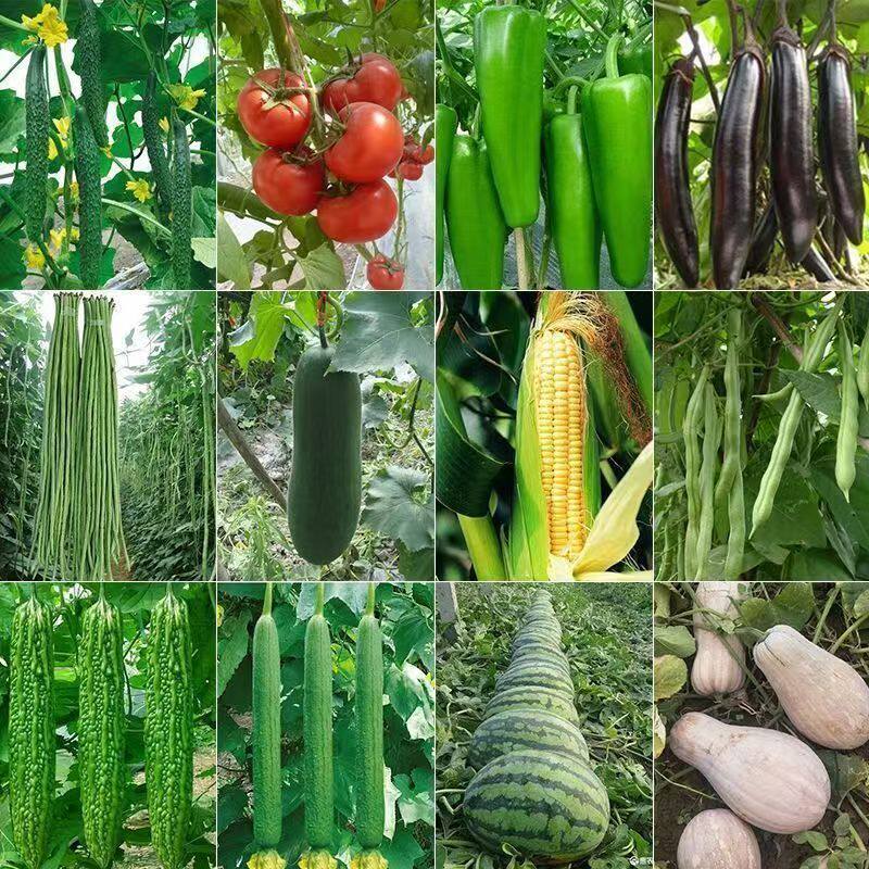 蔬菜种四季播种萝卜香菜籽种生菜葱蒜辣椒大白菜种子菜籽种肥大全