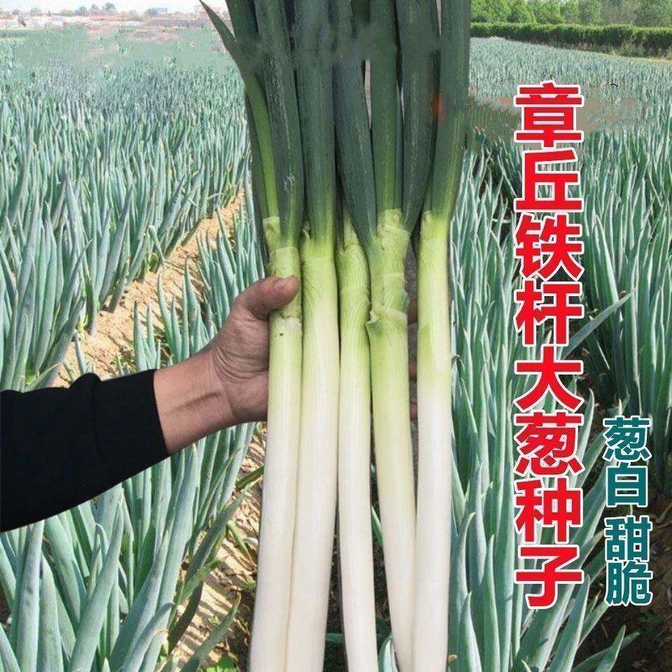 铁杆大葱种子耐寒耐旱高产东北大葱种籽农家庭院阳台四季春秋播种