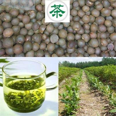 绿茶种子茶籽茶树种籽茶叶茶茶树籽绿籽信阳毛尖老品种