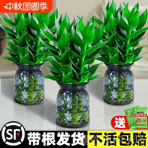 观音竹水培植物富贵竹带根文昌竹花卉绿植好养室内盆栽水养转运竹