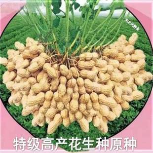 超高产花生种子原种农科院早熟带花生种壳子抗病全国可种价