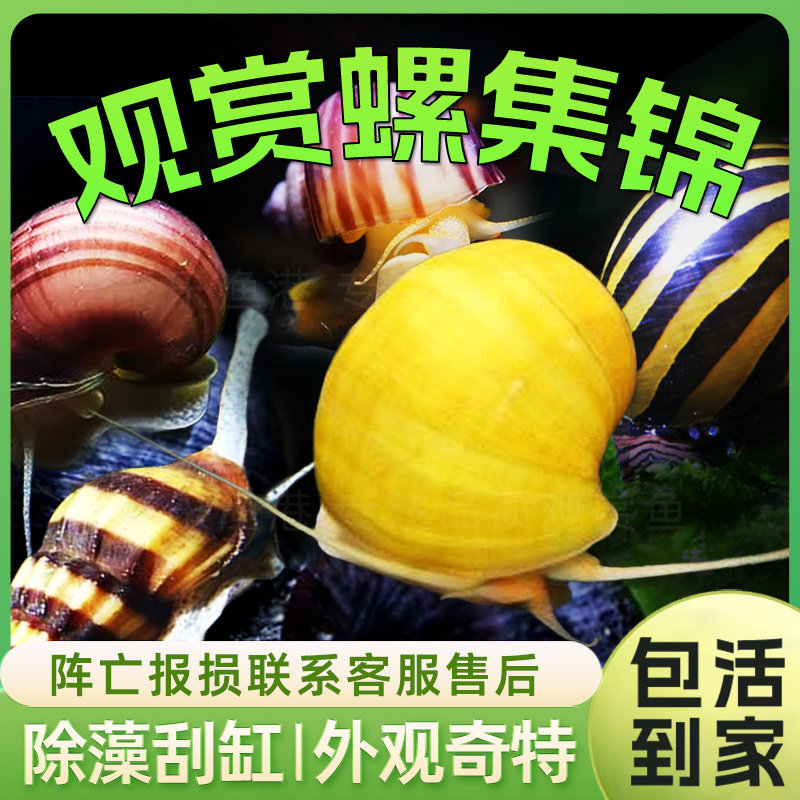 观赏螺除藻螺工具螺苹果螺紫纹神秘螺蜜蜂角螺黄金橙兔紫纹螺