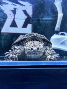 鳄龟爆刺鳄鱼龟幼苗杂佛正宗纯佛宠物龟凶猛小乌龟活体北美小鳄龟