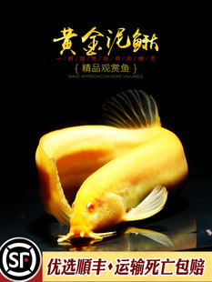 黄金鳅白化红眼小金龙淡水泥鳅原生淡水冷水鳅吃垃圾风水鱼活体鱼