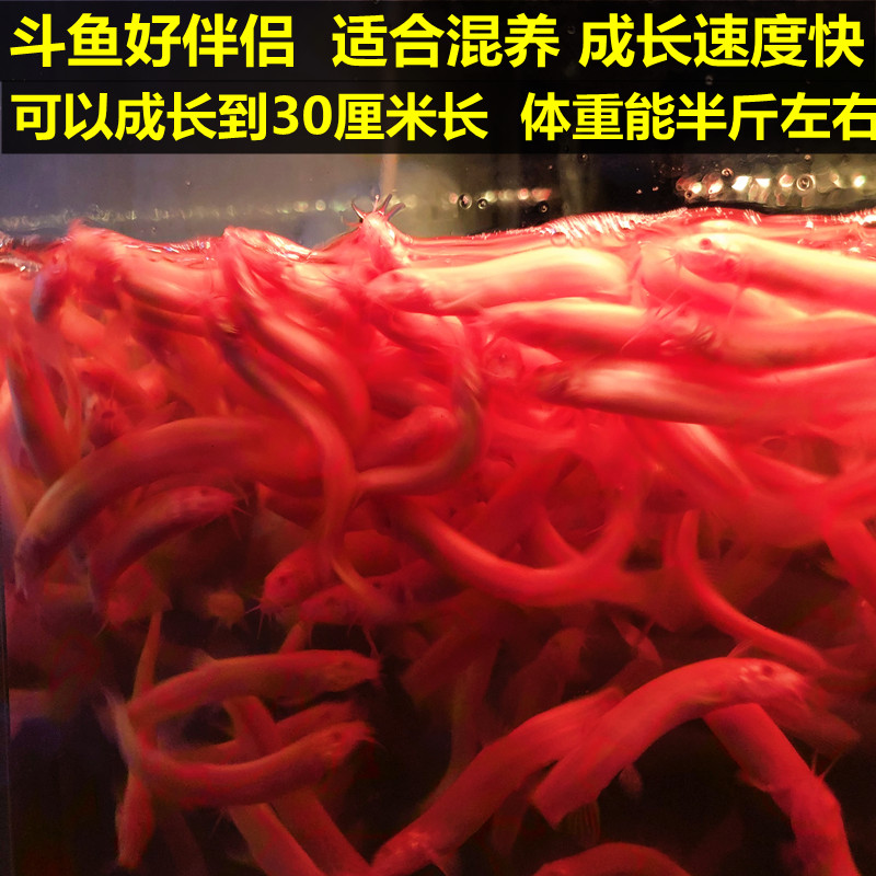 观赏黄金鳅小金龙黄金泥鳅鲜活体冷淡水清洁练手鱼苗饲料清道夫鱼