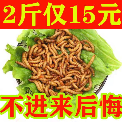 面包虫 活体 黄粉虫活虫 鹦鹉鱼 乌龟 金龙 鱼画眉鸟石蛙饲料包邮