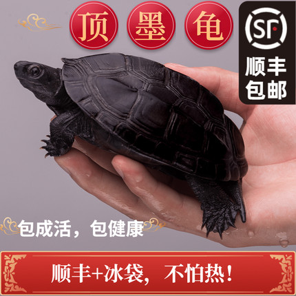 顶墨龟纯种全黑外塘中华草龟长寿黑腹一对情侣小乌龟苗活物活体