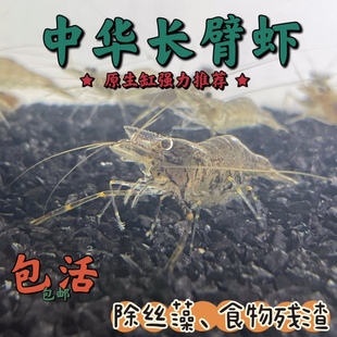 中华小长臂虾大眼贼活体饲料虾工具清洁虾冷水观赏虾除丝藻吃鱼便