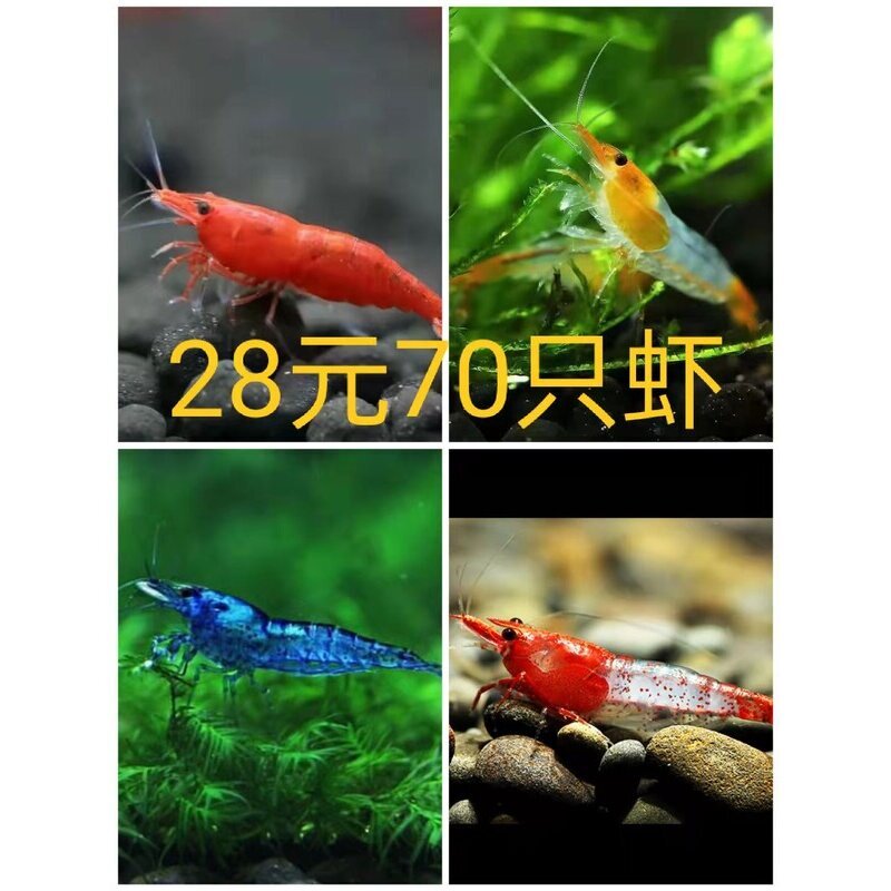 观赏虾活体米虾樱花极火蓝宝石香吉士红琉璃除藻工具虾清洁虾包邮