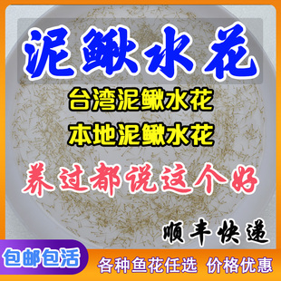 本地泥鳅水花苗 台湾杂交泥鳅鱼苗 青鳅水花 东北金鳅 圆头泥鳅鱼