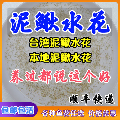 本地泥鳅水花苗 台湾杂交泥鳅鱼苗 青鳅水花 东北金鳅 圆头泥鳅鱼