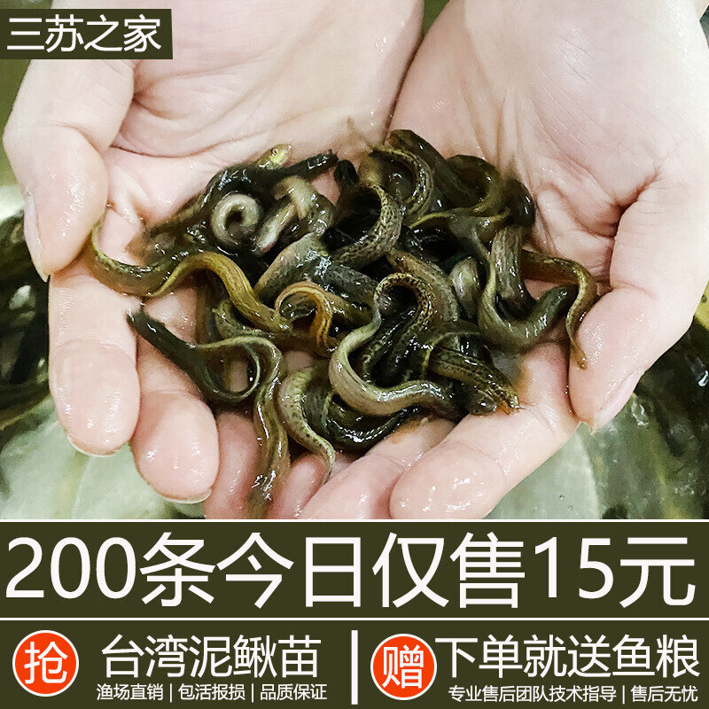 台湾泥鳅苗好养活体黄金泥鳅鱼苗观赏鱼筏钓鱼淡水小金龙养殖饲料