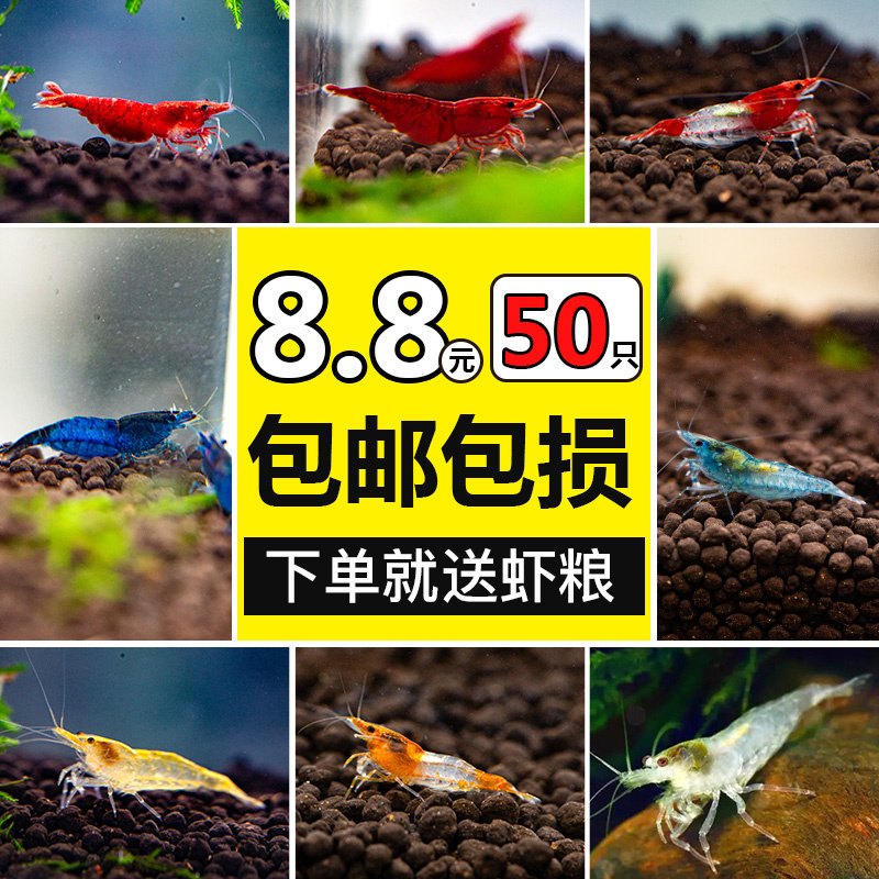 正品观赏虾鲜活除藻极火樱花水晶虾苗宠物养殖场繁殖淡水宠物虾