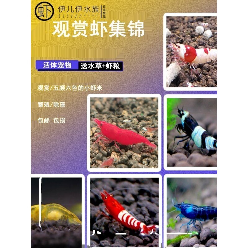 鲜活体观赏虾淡水鱼缸除藻工具虾樱花虾米水晶虾极火虾小宠物虾苗